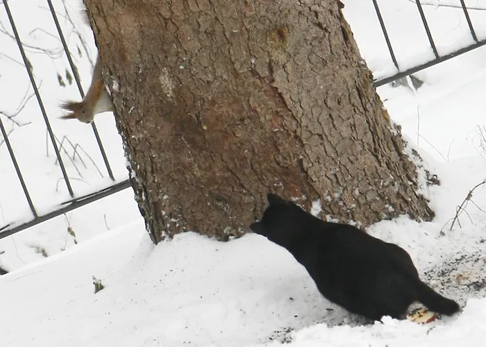 Harangvirag 36 Veroce